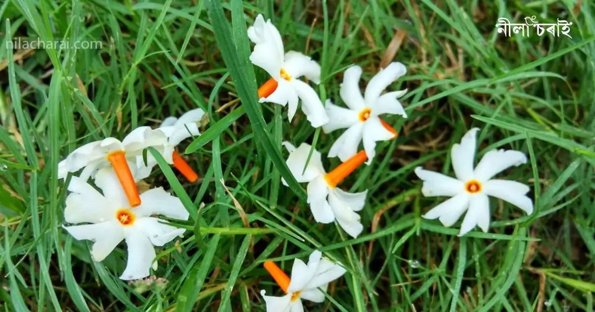 এই যেন আহিবা শৰৎ চুবলৈ